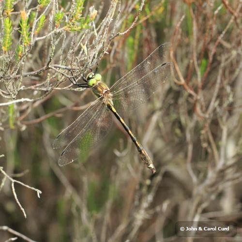 _MG_2392 Orange-spotted Emerald.JPG